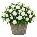 Pianta artificiale di rose 75 cm bianco e verde in tessuto con vaso intrecciato per interni