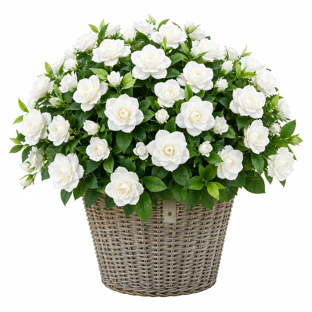 Pianta artificiale di rose 75 cm bianco e verde in tessuto con vaso intrecciato per interni